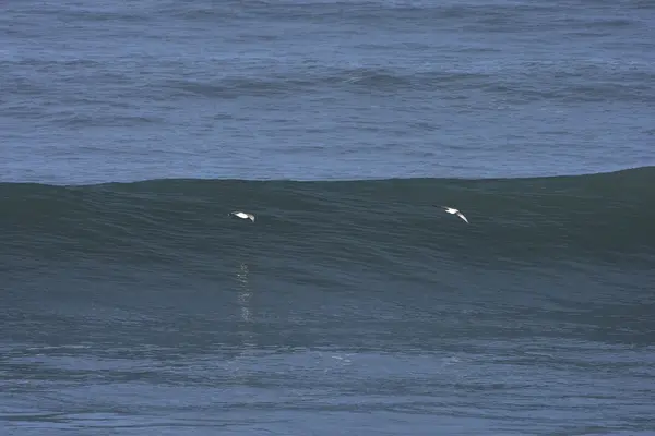 Early morning california wave — Stock Photo, Image