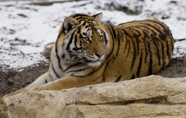 Tigre près dans la neige — Photo