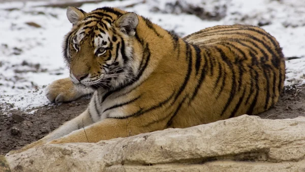 Tigre près dans la neige — Photo