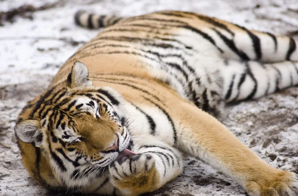 Tiger på nära håll i snön — Stockfoto