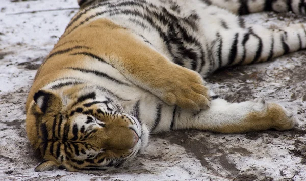 Тигр закрывается в снегу — стоковое фото