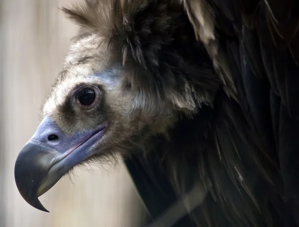 Vulture — Stock Photo, Image