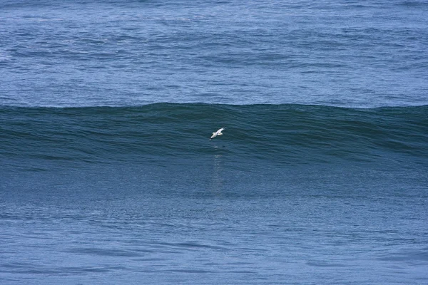 Early morning california wave — Stock Photo, Image