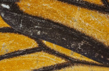 Kelebek kanadı makro