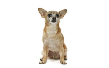 chihuahua üzerinde beyaz izole