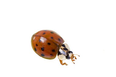 ladybird isolated on a white background