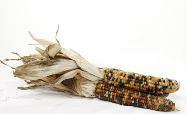 renkli geleneksel Şükran günü Mısır, beyaz izole