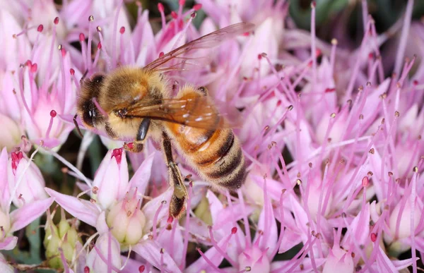 Bee on a pink flower — Stock Photo, Image