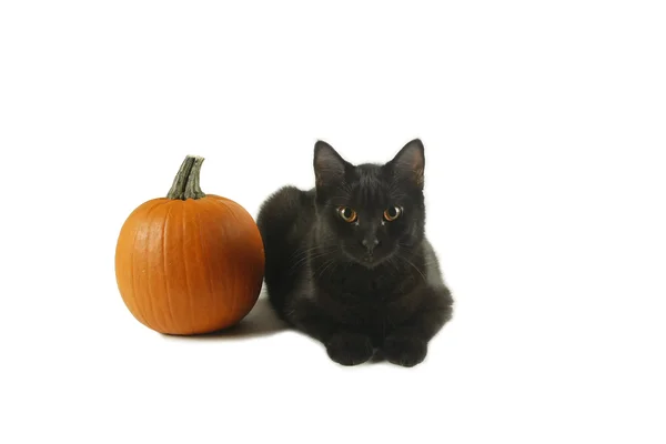 Black cat sitting next to a pumpkin on white background — Stock Photo, Image