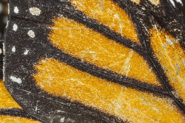 Μακροεντολή φτερό πεταλούδα — Φωτογραφία Αρχείου