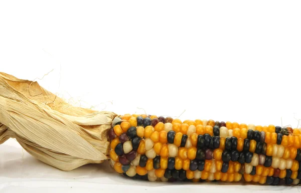 Colorful traditional Thanksgiving corn, isolated on white — Stock Photo, Image