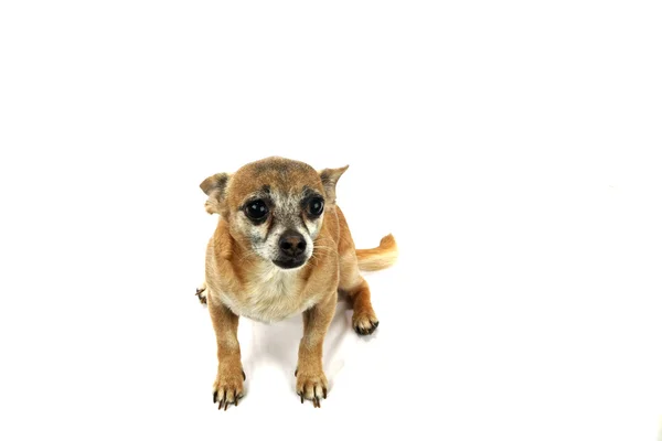 Chihuahua isolato su bianco — Foto Stock