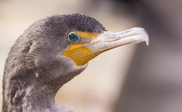 Eend oog — Stockfoto