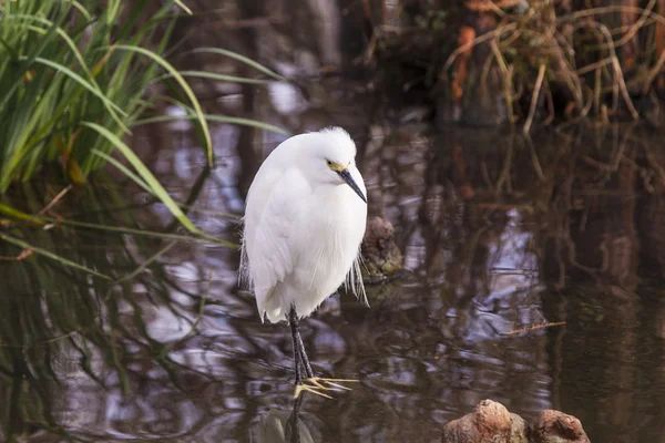 Snowy egret — Stock Photo, Image