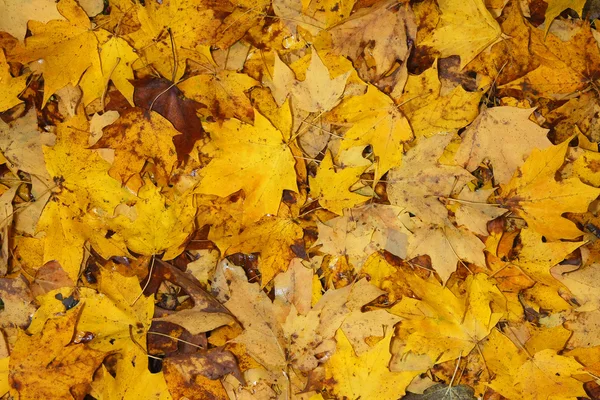 Herbstblätter — Stockfoto