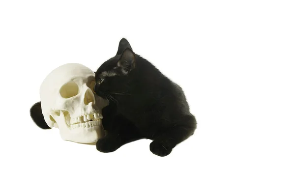 Black cat with green eyes by Human skull — Stock Photo, Image