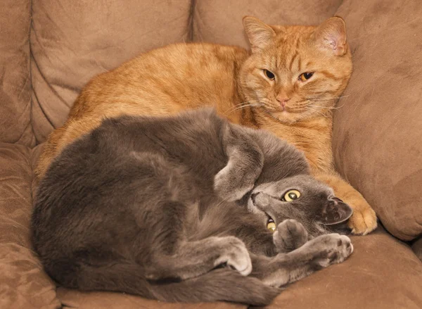 Ginger and gray cats — Stock Photo, Image