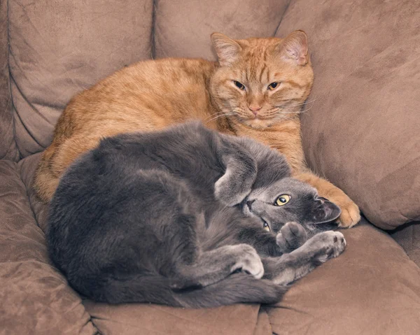 姜和灰色的猫 — 图库照片