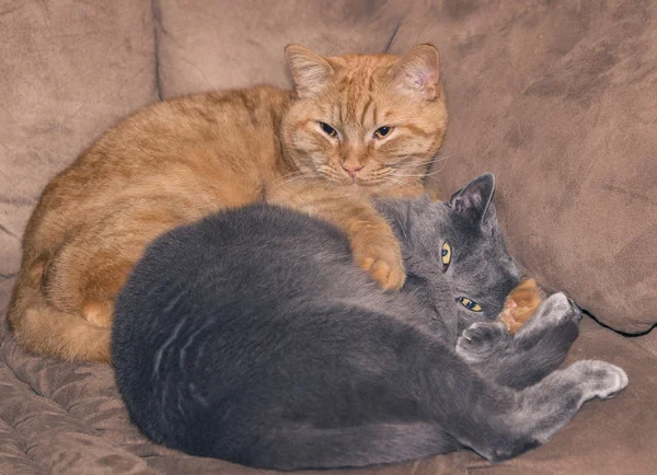Ginger e gatti grigi — Foto Stock