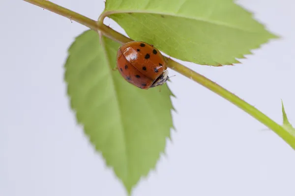 Ladybird on green leaf isolated on a white background — Stock Photo, Image
