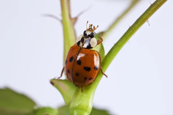 Ladybird on green leaf isolated on a white background — Stock Photo, Image