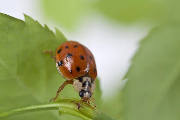 Ladybird on green leaf isolated on a white background — Stock Photo, Image