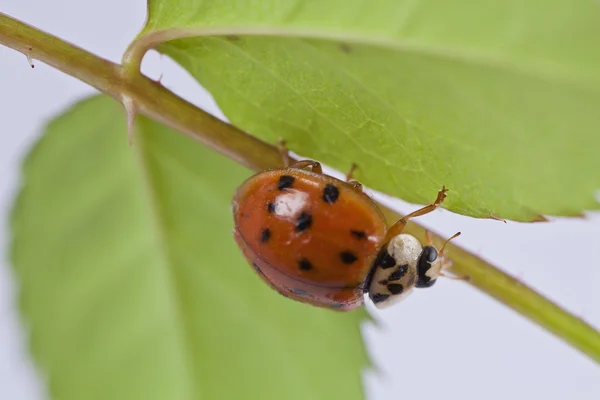 Ladybird on green leaf isolated on a white background — Stock Photo, Image