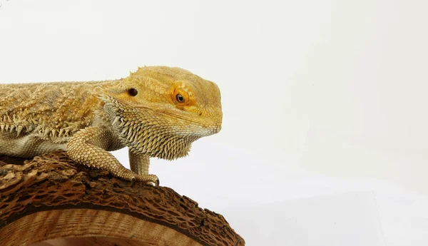 Iguana isolado em fundo branco — Fotografia de Stock