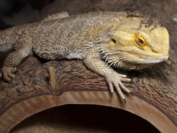 Böcekler ile iguana — Stok fotoğraf