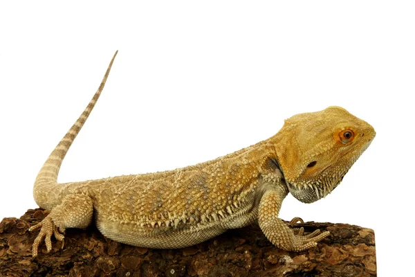 Beyaz arka planda izole iguana — Stok fotoğraf