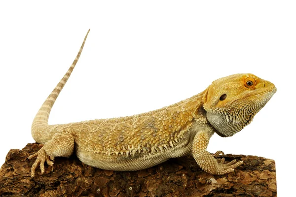 Beyaz arka planda izole iguana — Stok fotoğraf