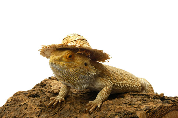 Iguana in hat isolated in white background