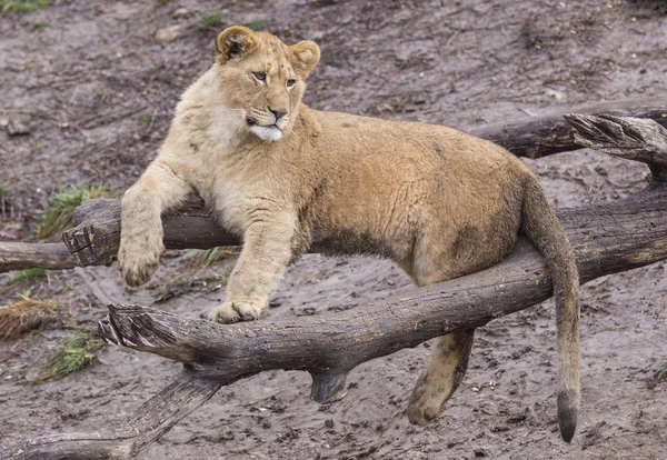 Der Tiger — Stockfoto