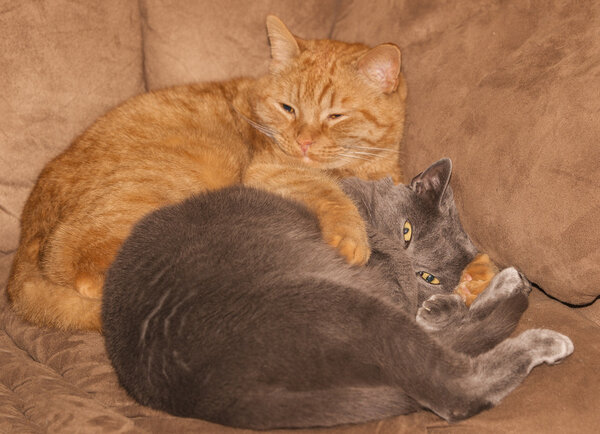 ginger and gray cats