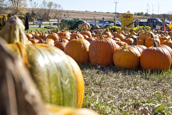 Calabaza en el campo —  Fotos de Stock