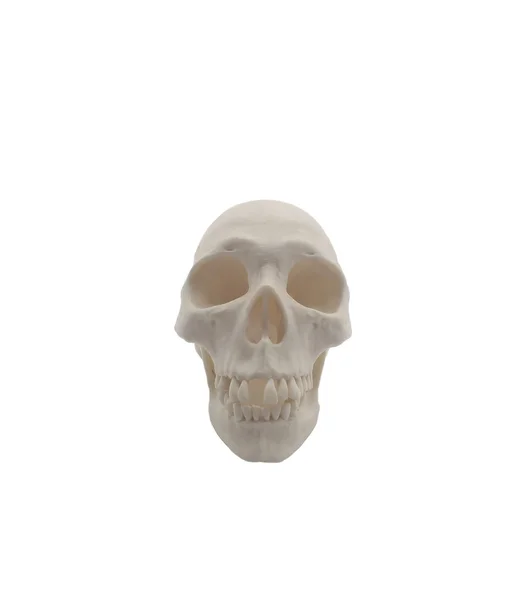 在白色背景上孤立的人类头骨模型 — 图库照片