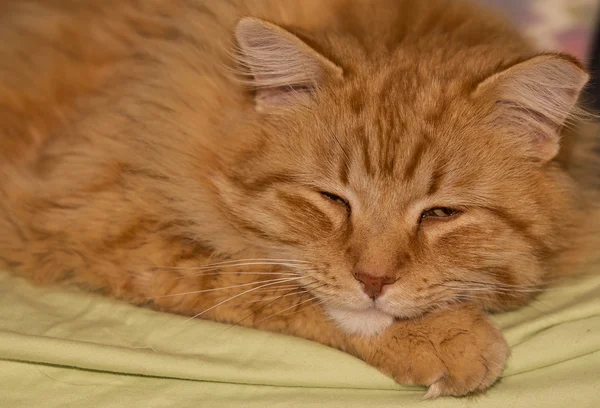 Ginger cat — Stock Photo, Image