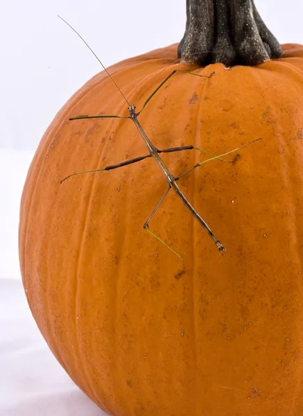 Calabaza aislada en blanco — Foto de Stock