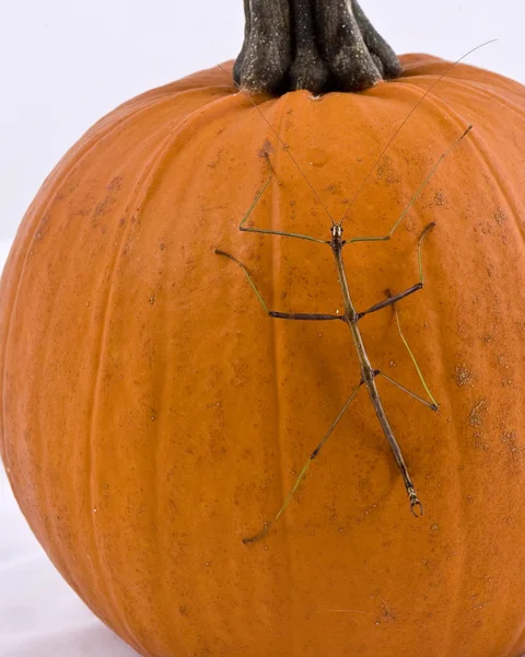 Calabaza aislada en blanco — Foto de Stock