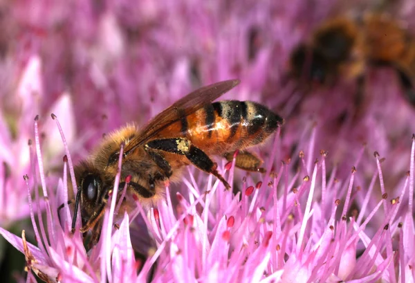 Méhecske egy rózsaszín virágon Stock Kép