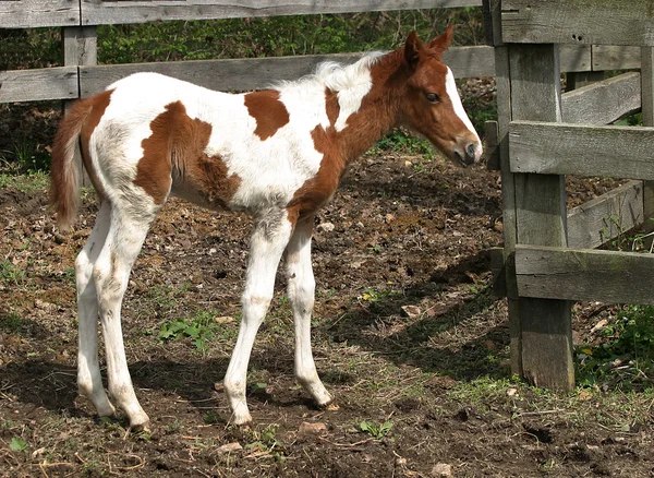 カメラを凝視の子馬 ストックフォト