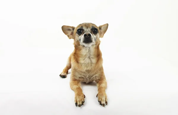 Chihuahua geïsoleerd op wit Stockfoto
