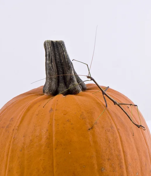 Isolerade pumpa på vit Stockbild