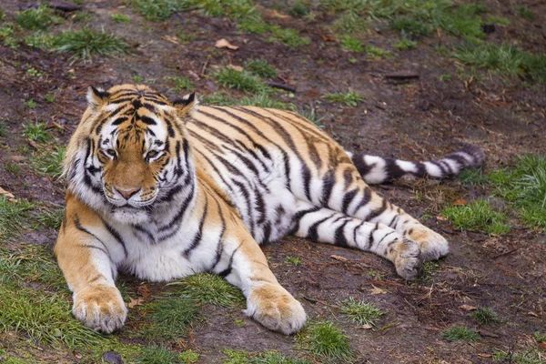 A tigris Jogdíjmentes Stock Képek