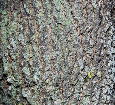 Ağaç kabuğu dokusu