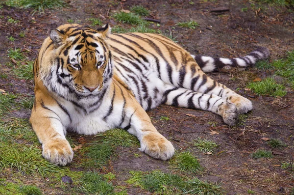 De tijger — Stockfoto