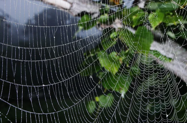 Spider web (pajęczyna) tło zbliżenie — Zdjęcie stockowe