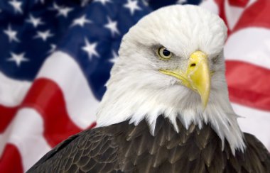 Amerikan bayrağı ile kel kartal