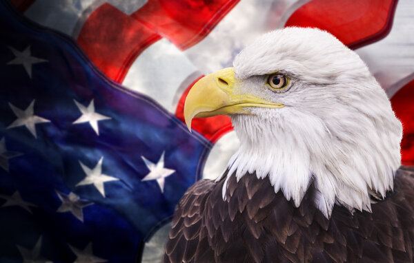 Bald eagle with the american flag
