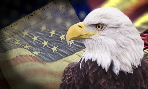 Weißkopfseeadler mit grunzig aussehender amerikanischer Flagge lizenzfreie Stockbilder